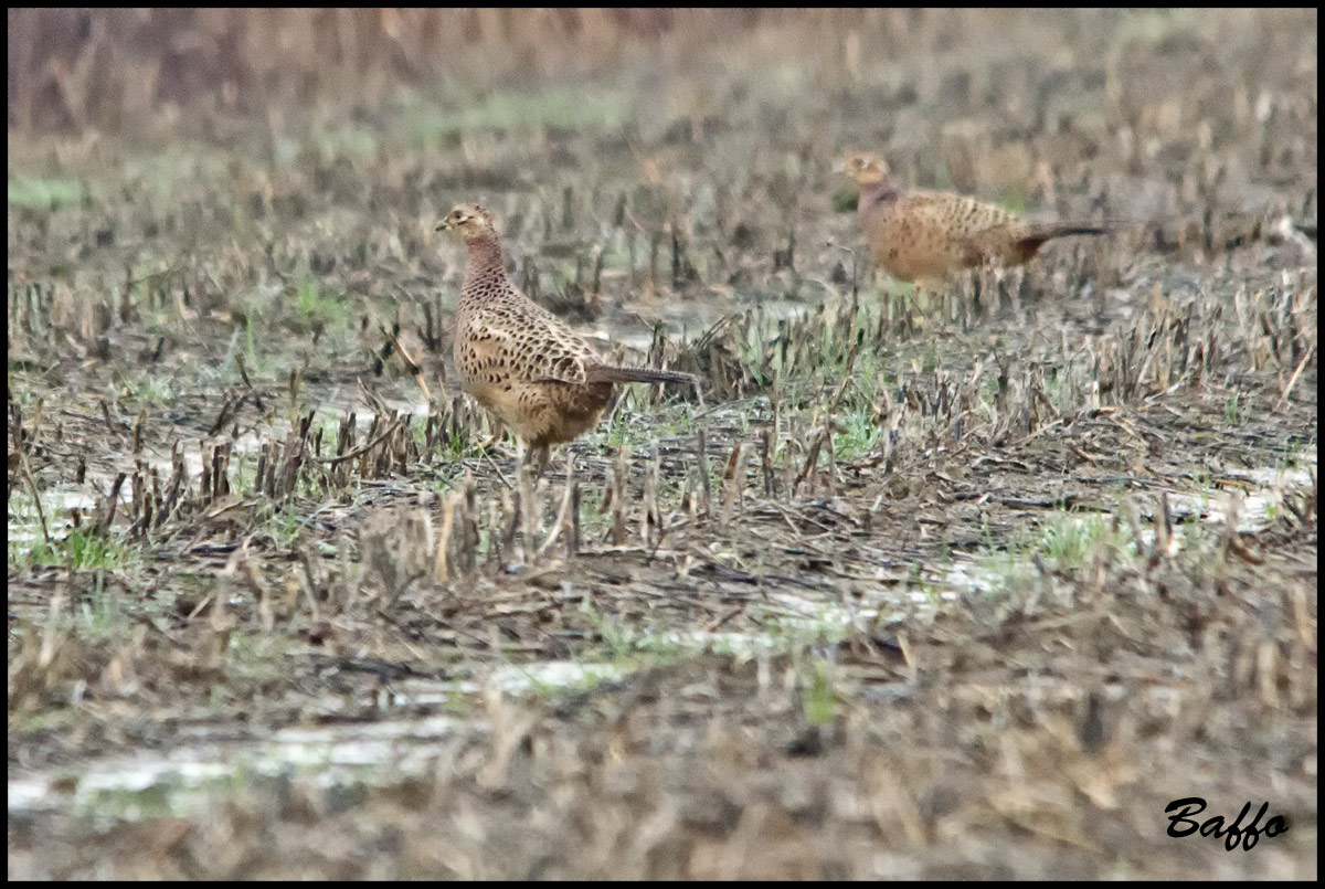 Gallina prataiola?